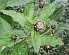 Shangwua denticulata