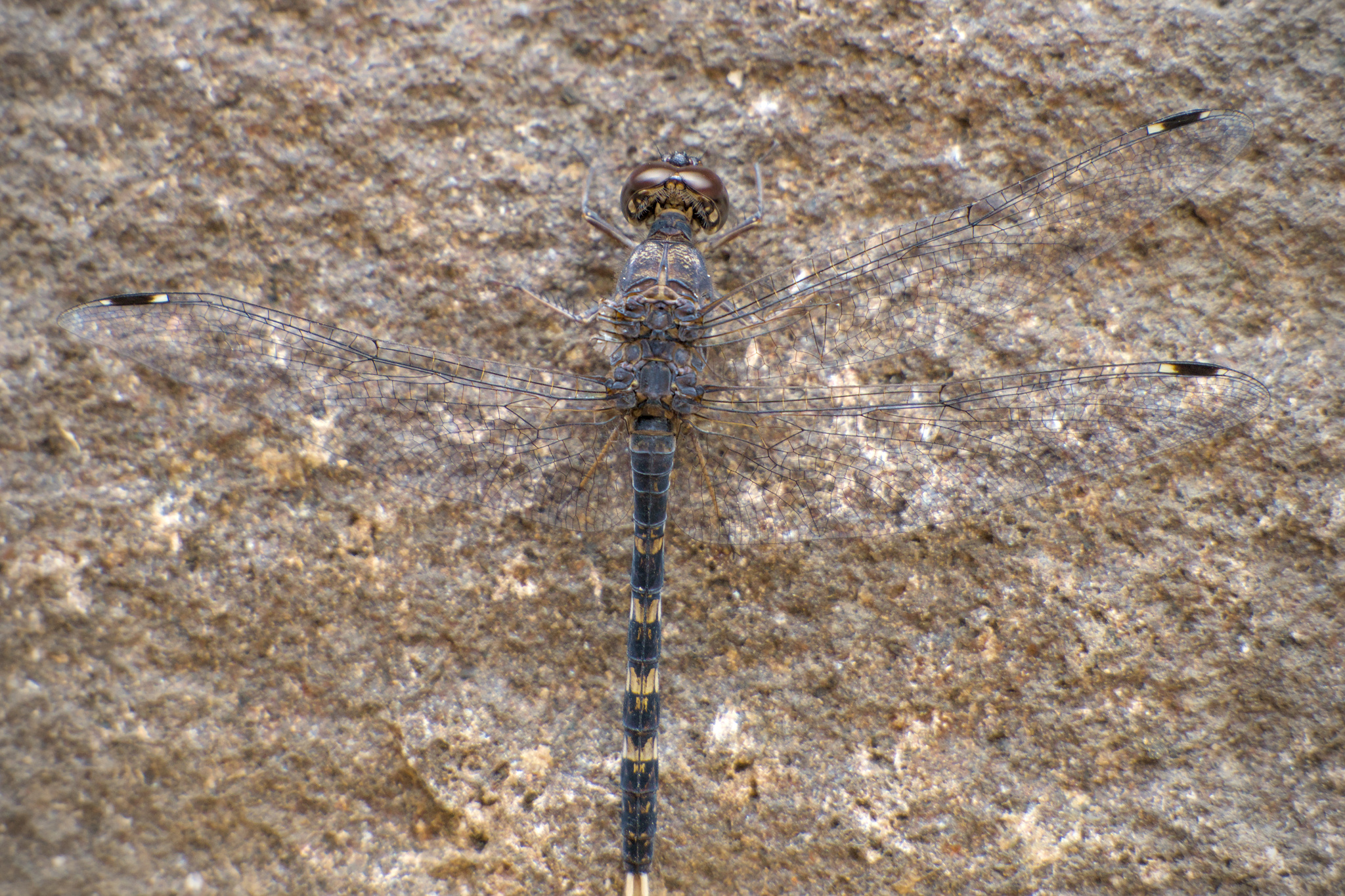 Indian Rockdweller