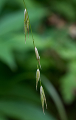 Melica subulata