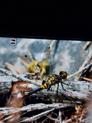 Small Whiteface