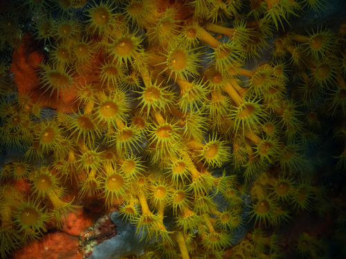 symbiotic colonial anemones