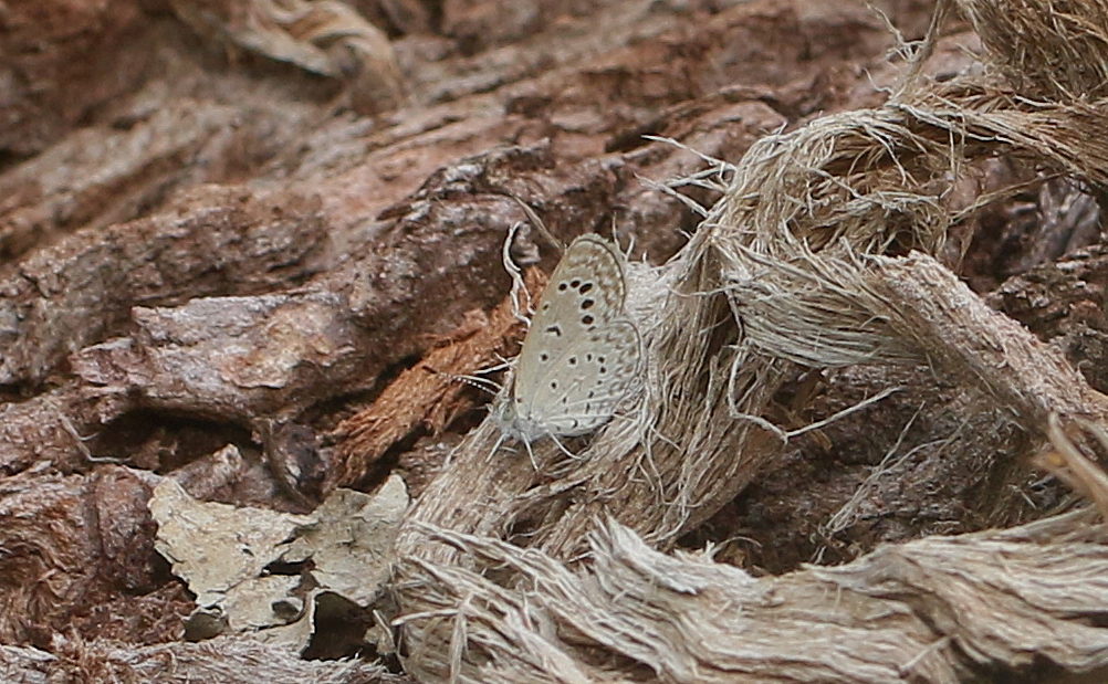 Dark Grass Blue