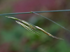 Melica smithii