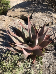Aloe microstigma framesii