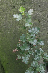 Podosphaera clandestina