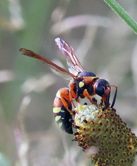 Pterocheilus
