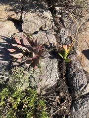 Aloe microstigma framesii