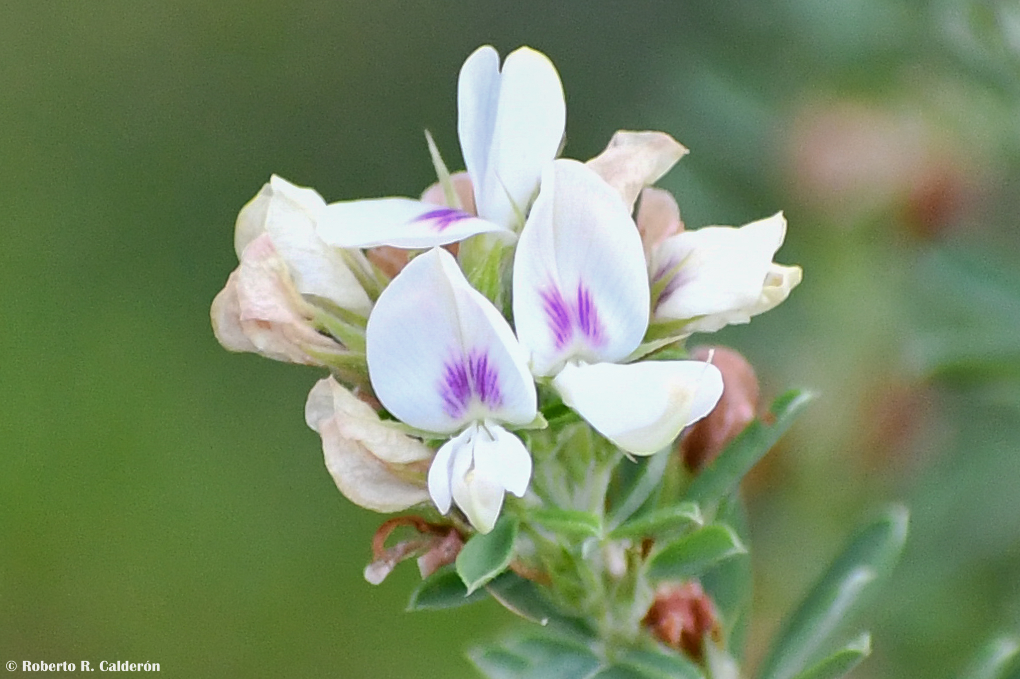 Lespedeza cuneata