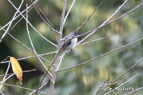 Grey Sibia (Heterophasia gracilis)