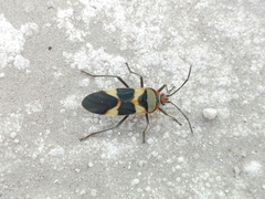 Oncopeltus unifasciatellus