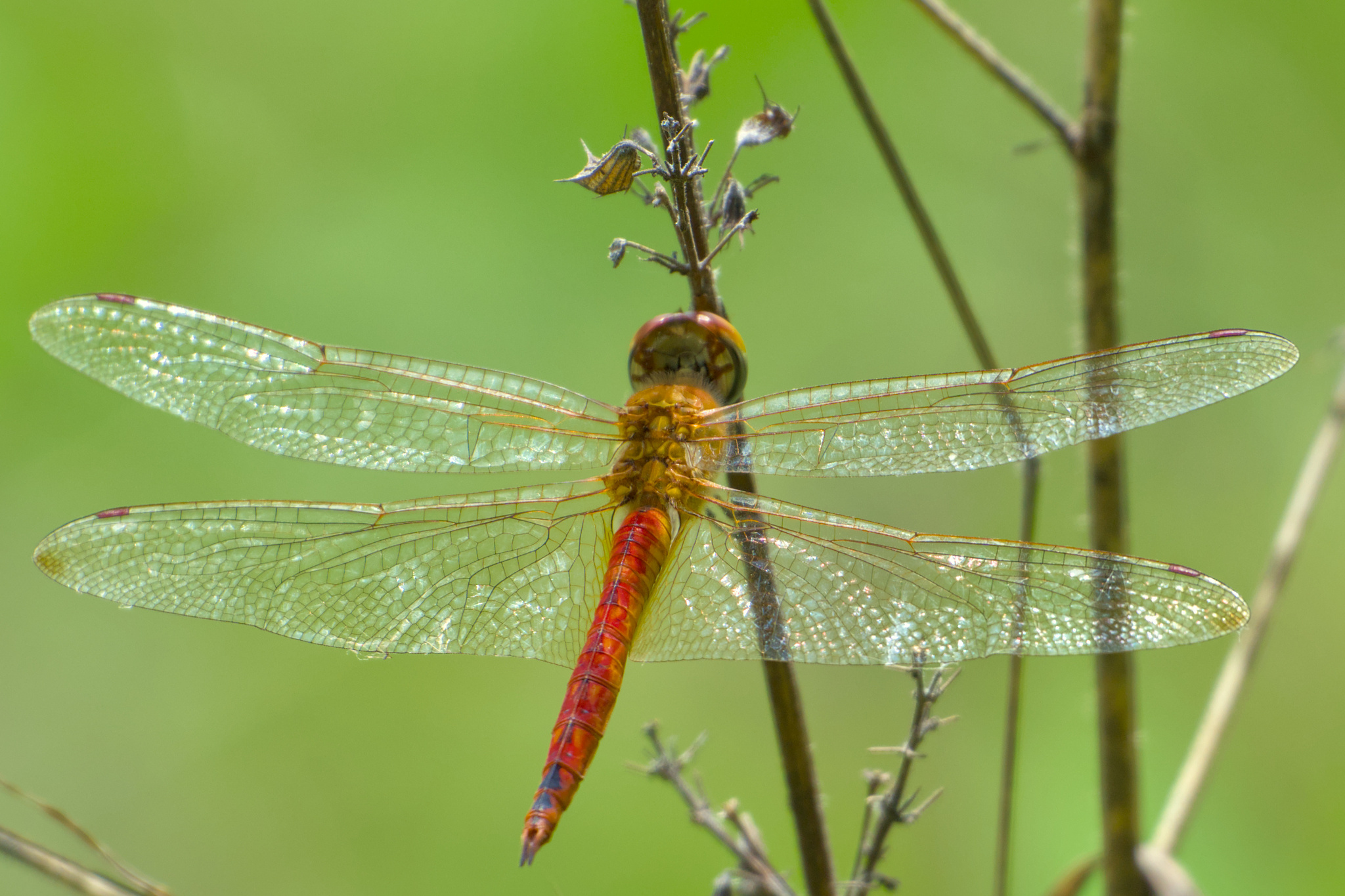 Globe Skimmer