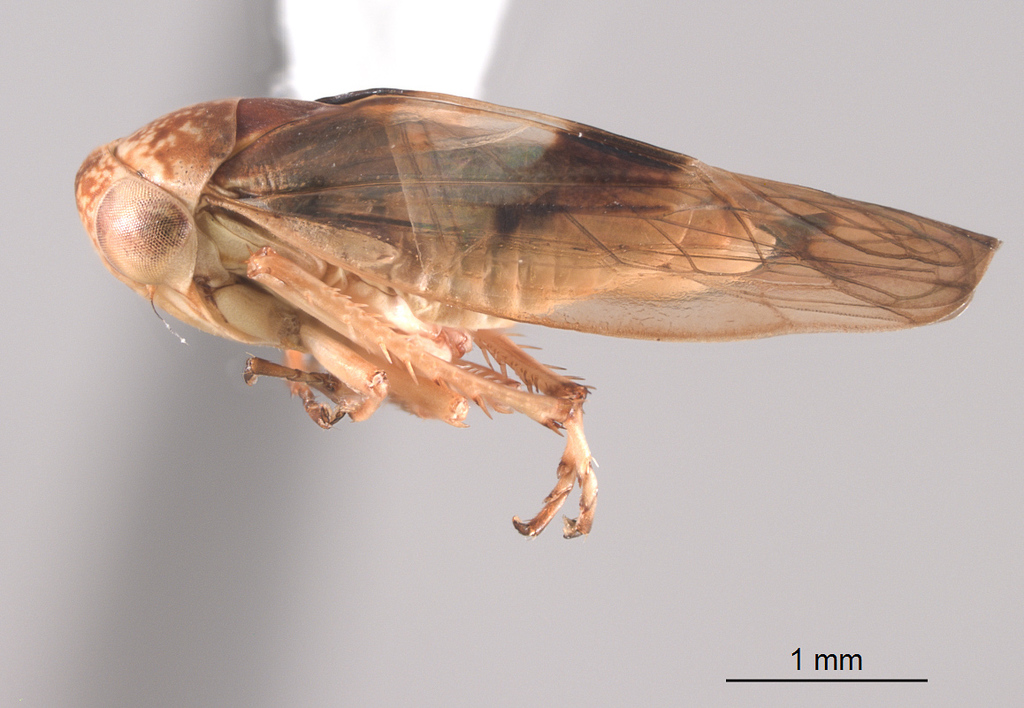 Idiocerus distinctus
