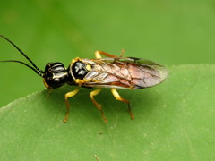 Pamphiliidae