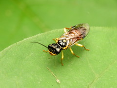 Pamphiliidae