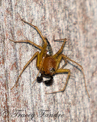 Oxyopes salticus