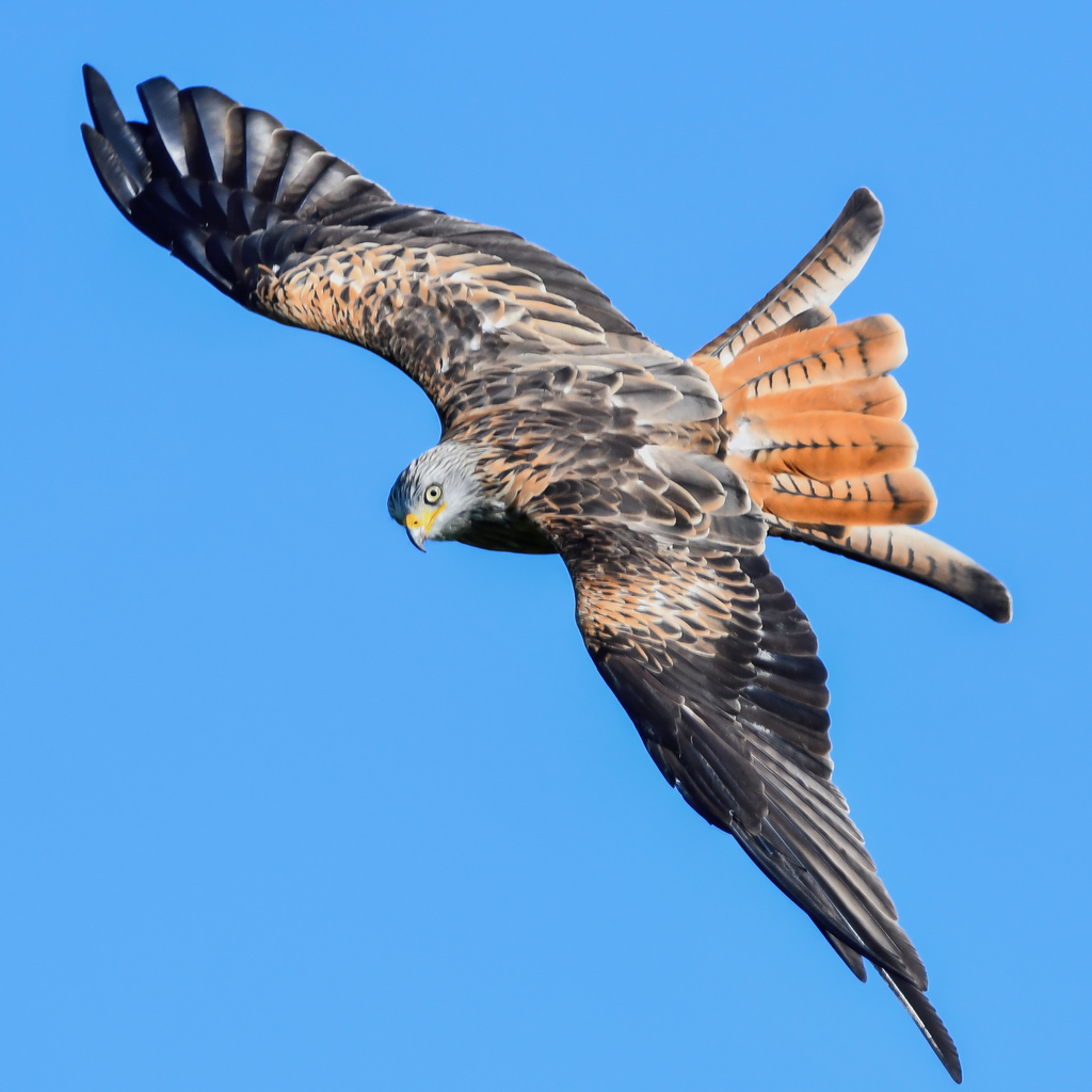 Milan royal (Milvus milvus)