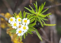 Darwiniothamnus tenuifolius