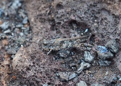 Sphingonotus fuscoirroratus