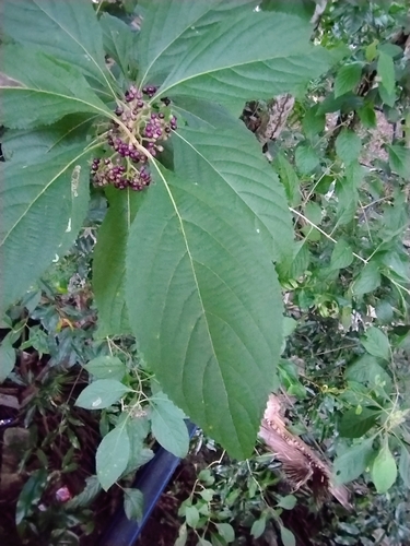 great wooly Malayan lilac (Callicarpa candicans)