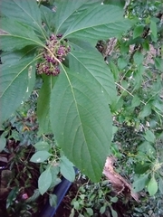 Callicarpa candicans