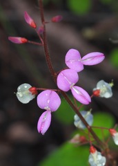 Desmodium intortum