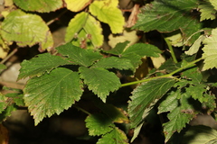 Rubus cissburiensis
