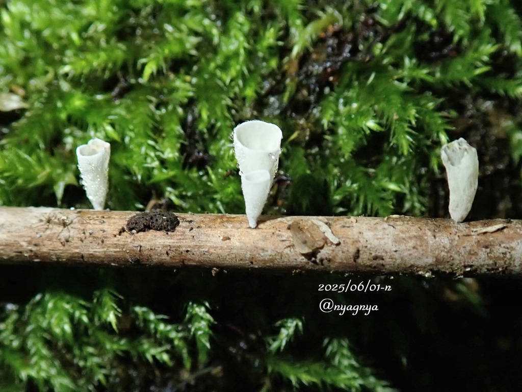 Calyptella capula