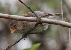 Geospiza fortis