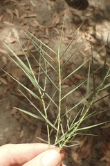 Distichlis spicata spicata