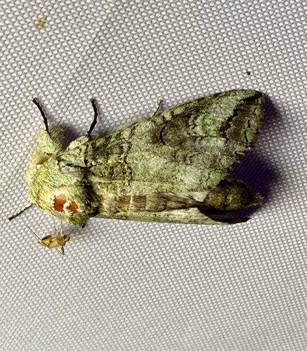 Heterocampa astartoides