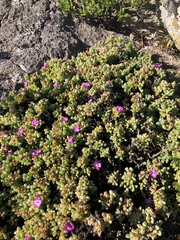 Oscularia vredenburgensis