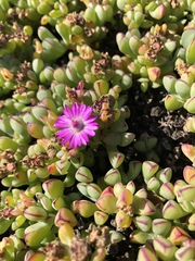 Oscularia vredenburgensis