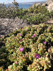 Oscularia vredenburgensis