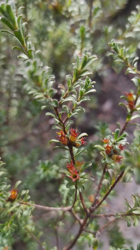 Foto de Kunzea capitata