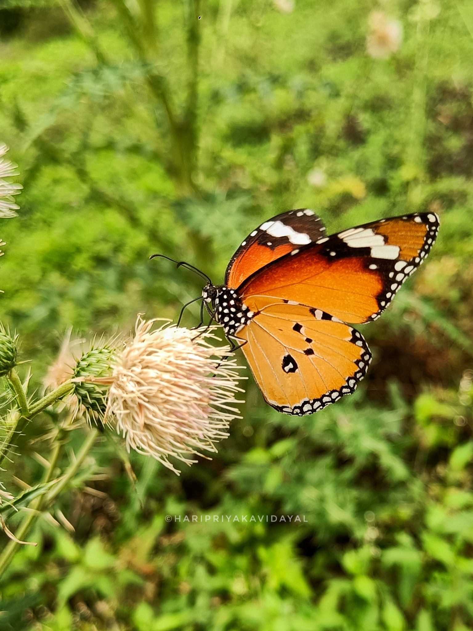 Plain Tiger