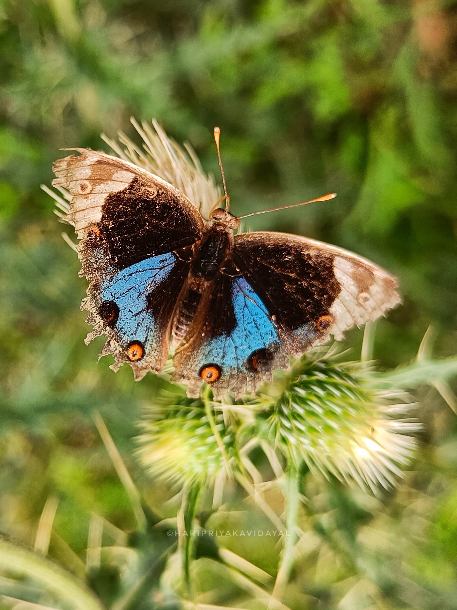 Blue Pansy