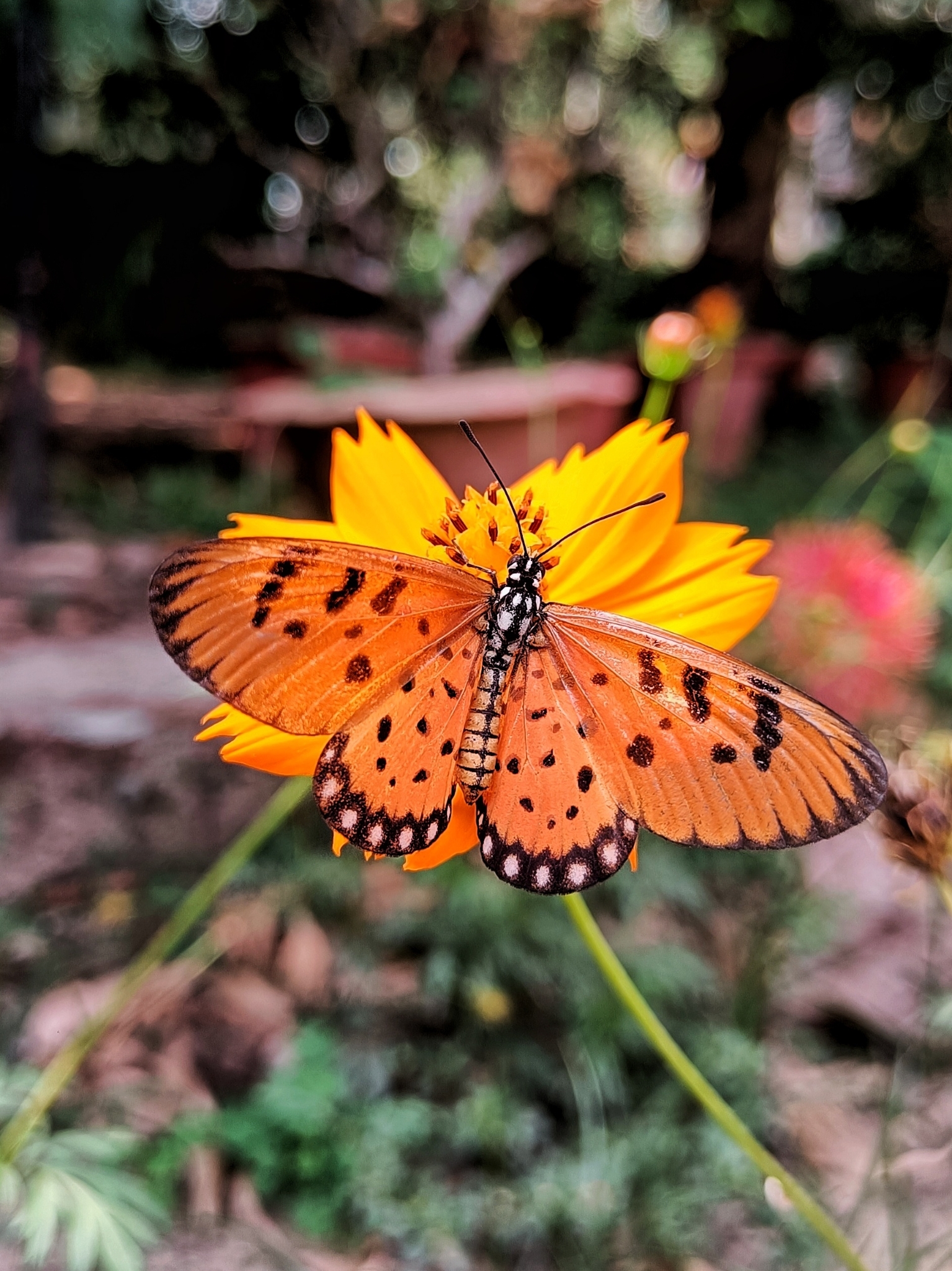 Tawny Coster