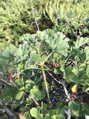 Pelargonium gibbosum