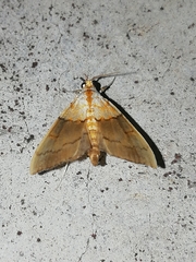 Agrotera nemoralis