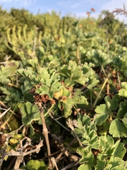Pelargonium gibbosum