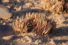 Aloe argenticauda image