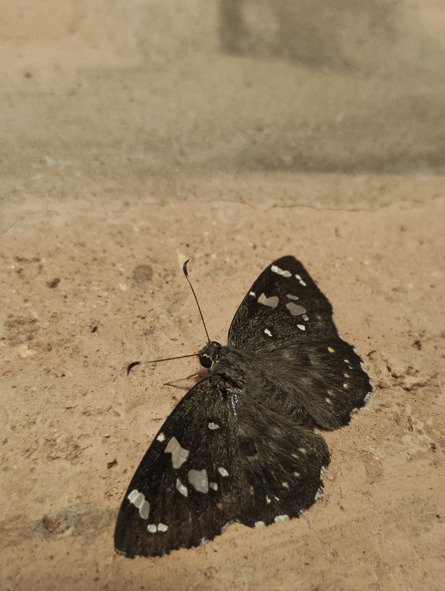 Dakhan Spotted Flat