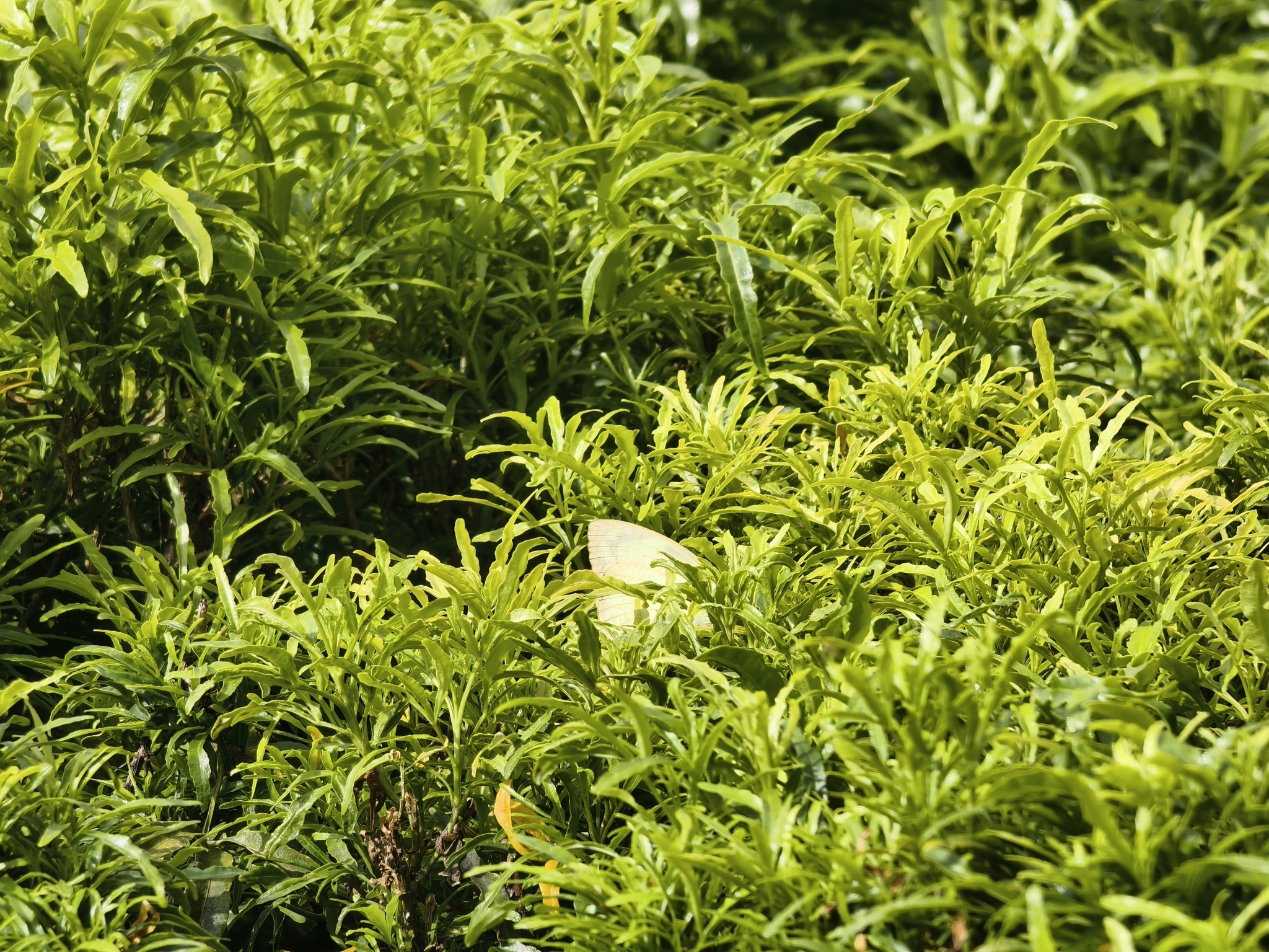 Lemon Emigrant