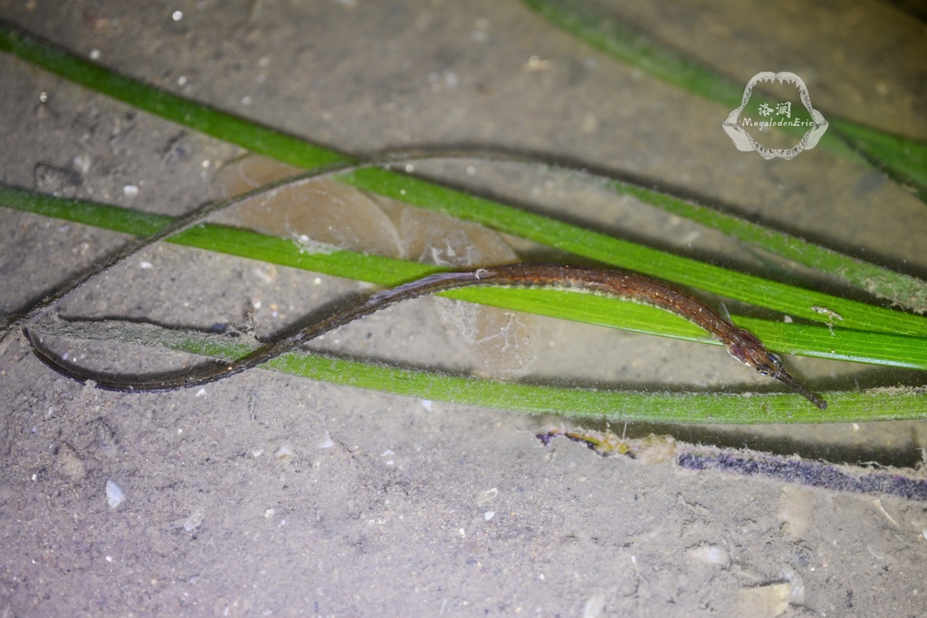 Pacific pipefish (Syngnathus schlegeli) — Syngnathidae