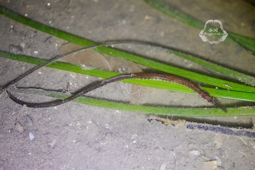 Pacific pipefish (Syngnathus schlegeli) — Syngnathidae
