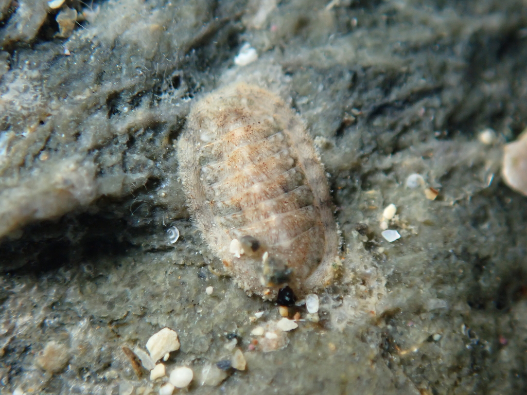 Subterenochiton