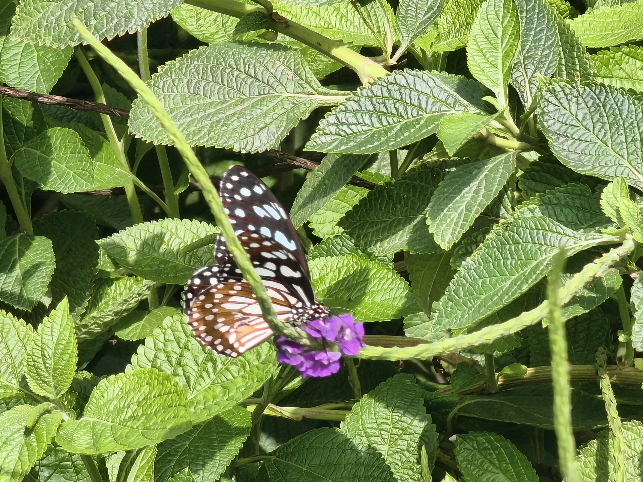 Blue Tiger