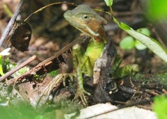 Basiliscus galeritus