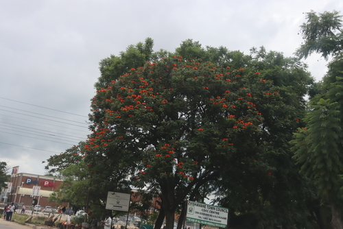 African tulip tree