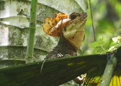 Basiliscus galeritus